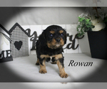 Small #11 Cavalier King Charles Spaniel