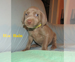 Small Photo #19 Weimaraner Puppy For Sale in LAS ANIMAS, CO, USA