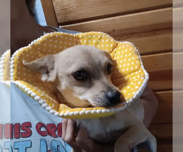 Medium Photo #3 Chihuahua-Unknown Mix Puppy For Sale in San Bernardino, CA, USA