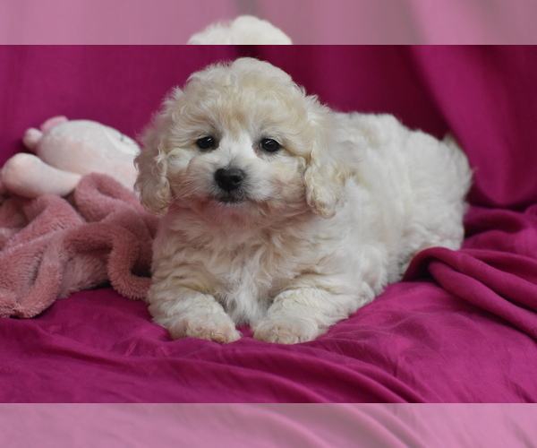 Medium Photo #1 Bichpoo Puppy For Sale in ELDORADO, OH, USA