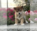 Small Shiba Inu