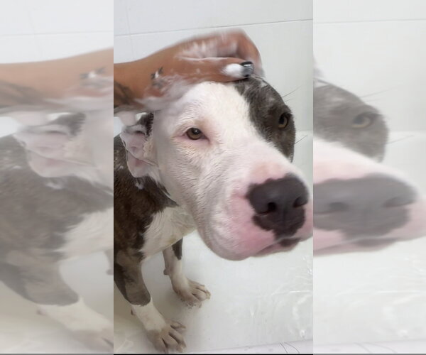 Medium Photo #1 American Staffordshire Terrier Puppy For Sale in Dana Point, CA, USA