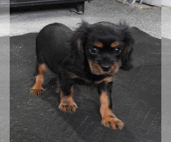 Medium Photo #3 Cavalier King Charles Spaniel Puppy For Sale in CARLISLE, KY, USA