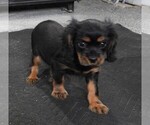 Small #2 Cavalier King Charles Spaniel