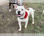 Small #8 Bull-Boxer