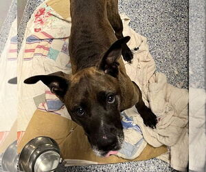 Mutt Dogs for adoption in Shelburne, VT, USA