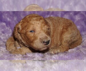 Labradoodle Puppy for sale in LA HABRA, CA, USA