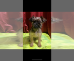 Small #1 Brussels Griffon