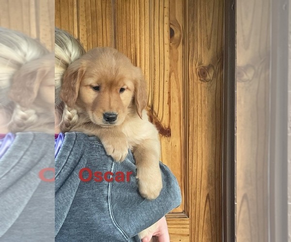 Medium Photo #6 Golden Retriever Puppy For Sale in BURNS, KS, USA