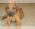 Small Photo #2 Rhodesian Ridgeback Puppy For Sale in CHOUDRANT, LA, USA