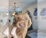 Puppy Lake Goldendoodle (Miniature)