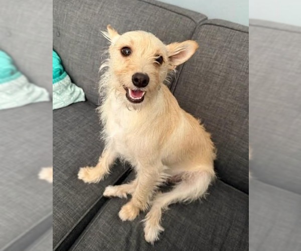 Medium Photo #6 Jack Russell Terrier-Unknown Mix Puppy For Sale in Temecula, CA, USA