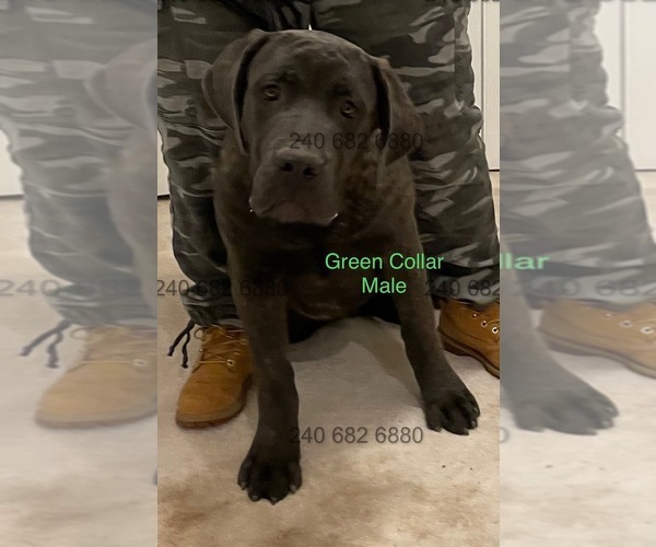 Medium Photo #6 Cane Corso Puppy For Sale in DENTSVILLE, MD, USA