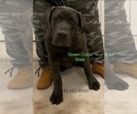 Small Photo #6 Cane Corso Puppy For Sale in DENTSVILLE, MD, USA