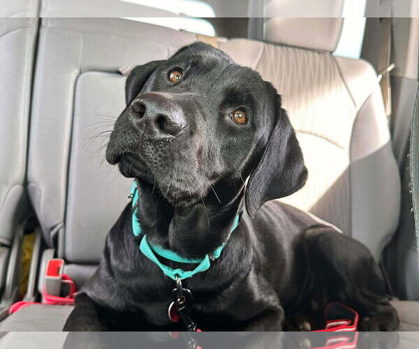 Medium Photo #4 Labrador Retriever Puppy For Sale in Clovis, CA, USA