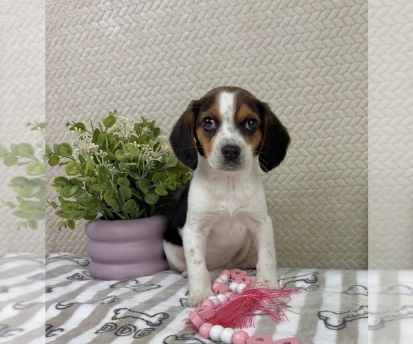 Medium Photo #7 Beagle Puppy For Sale in INDIANAPOLIS, IN, USA