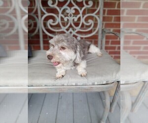 Havanese Puppy for sale in WINSTON SALEM, NC, USA