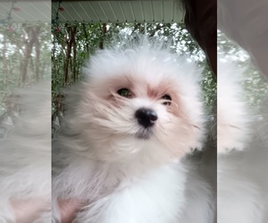 Maltese Puppy for sale in LUDOWICI, GA, USA