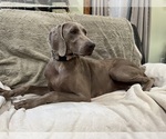 Small #7 Weimaraner