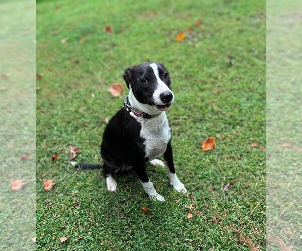 Medium Photo #5 Border Collie-Unknown Mix Puppy For Sale in Holly Springs, NC, USA