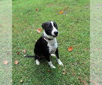 Small #4 Border Collie Mix