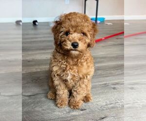 Poodle (Toy) Puppy for sale in FRESNO, CA, USA