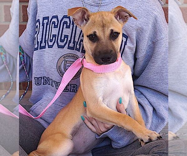 Medium Photo #2 Mutt Puppy For Sale in Carrollton, TX, USA