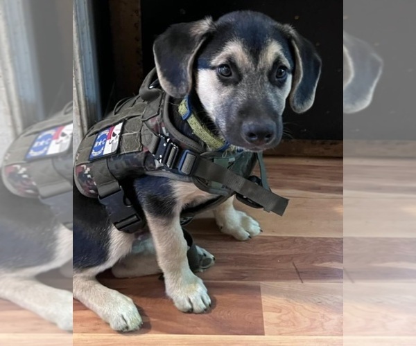 Medium Photo #1 Beagle-Siberian Husky Mix Puppy For Sale in SPRINGFIELD, OR, USA