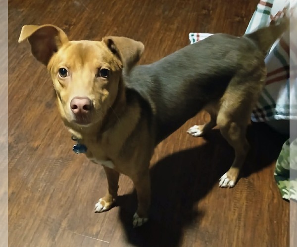 Medium Photo #1 Mutt Puppy For Sale in Scottsboro, AL, USA