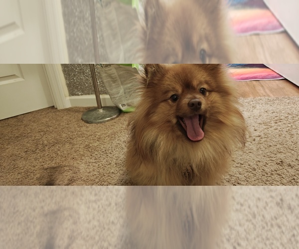 Medium Photo #1 Pom-Shi-Shih Tzu Mix Puppy For Sale in SAINT LOUIS, MO, USA