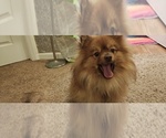 Small Photo #1 Pom-Shi-Shih Tzu Mix Puppy For Sale in SAINT LOUIS, MO, USA