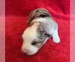 Small #7 Miniature Australian Shepherd