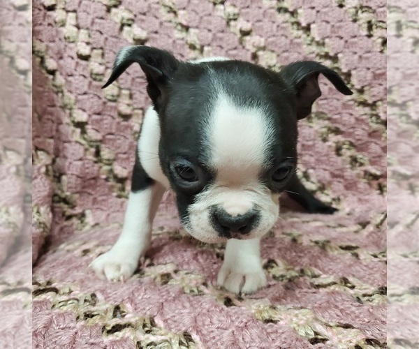 Medium Photo #6 Boston Terrier Puppy For Sale in AFTON, WY, USA