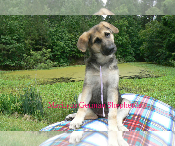 Medium Photo #4 German Shepherd Dog Puppy For Sale in PIEDMONT, MO, USA
