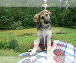 Small #3 German Shepherd Dog