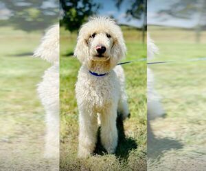 Poodle (Standard) Dogs for adoption in Pacolet, SC, USA