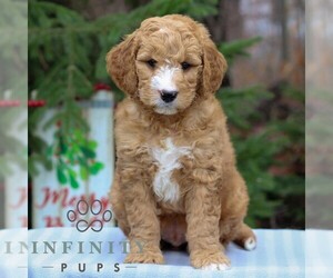 Goldendoodle (Miniature) Puppy for sale in EAST EARL, PA, USA