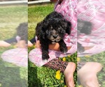 Small #1 Poodle (Miniature)