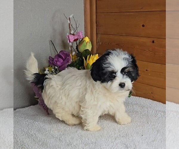 Medium Photo #6 Peke-A-Poo Puppy For Sale in JASONVILLE, IN, USA