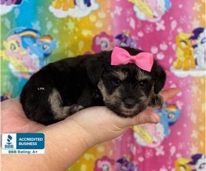 Schnauzer (Miniature) Puppy for sale in WINNSBORO, LA, USA