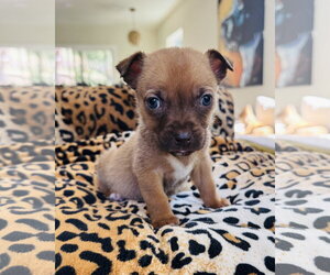 Chihuahua-Unknown Mix Dogs for adoption in Marina Del Rey, CA, USA