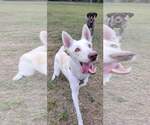 Small #7 German Shepherd Dog-Siberian Husky Mix