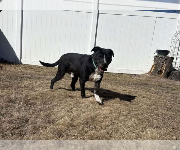 Medium Photo #2 Mutt Puppy For Sale in Westwood, NJ, USA