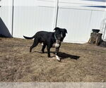 Small #1 Mutt