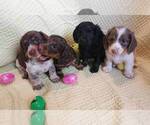Small Photo #8 Dachshund Puppy For Sale in AIKEN, SC, USA