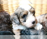 Small Photo #13 Cocker Spaniel-Poodle (Miniature) Mix Puppy For Sale in DUBARD, MS, USA