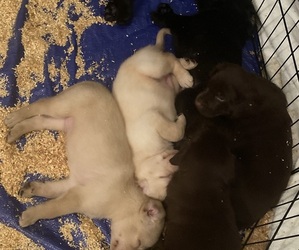 Labrador Retriever Puppy for Sale in MYAKKA CITY, Florida USA