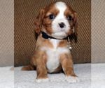 Small Cavalier King Charles Spaniel