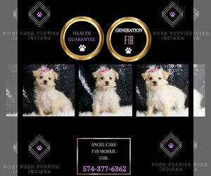 Morkie Puppy for sale in WARSAW, IN, USA