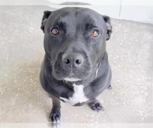 Labrador Retriever-Unknown Mix Dogs for adoption in Houston, TX, USA